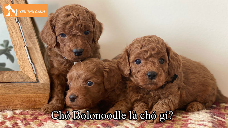 Chó Bolonoodle là chó gì? Giống chó lai thân thiện, đáng yêu Chó Bolonoodle là chó gì? Giống chó lai thân thiện, đáng yêu