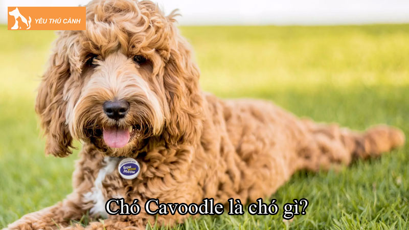 Chó Cavoodle là chó gì? Cách nuôi chó dễ thương, thông minh Chó Cavoodle là chó gì? Cách nuôi chó dễ thương, thông minh