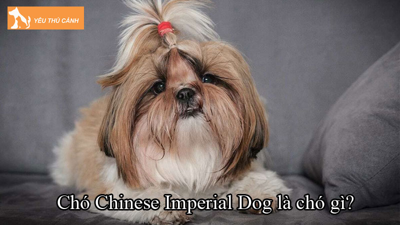 Chó Chinese Imperial Dog là chó gì? Cách nuôi chó khoa học Chó Chinese Imperial Dog là chó gì? Cách nuôi chó khoa học