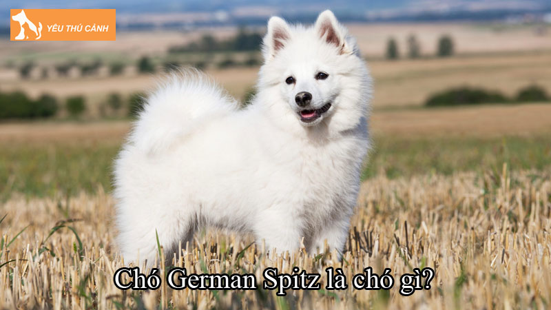 Chó German Spitz là chó gì? Hướng dẫn nuôi đúng cách từ A-Z Chó German Spitz là chó gì? Hướng dẫn nuôi đúng cách từ A-Z