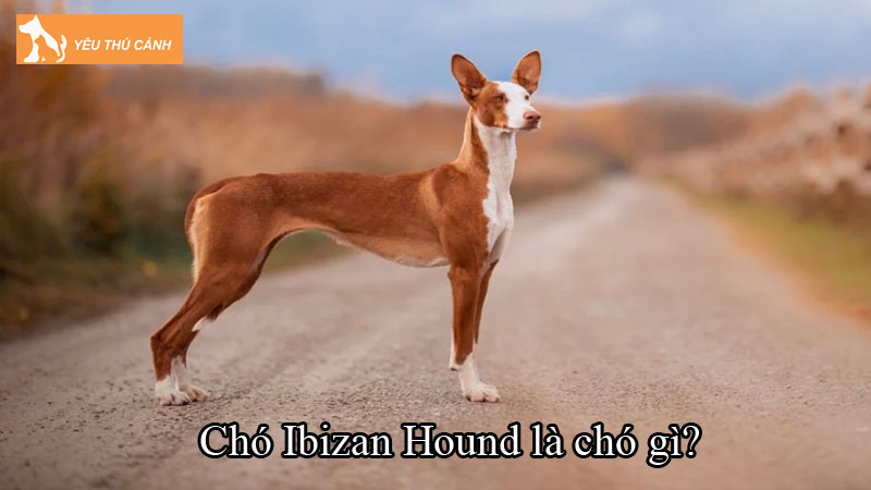 Chó Ibizan Hound là chó gì? Cách nuôi chó chi tiết, khỏe mạnh