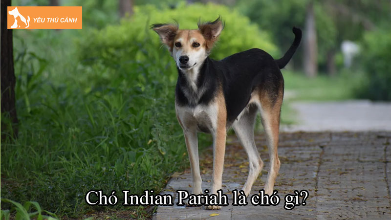 Chó Indian Pariah là chó gì? Cách chăm sóc chó chi tiết từ A-Z