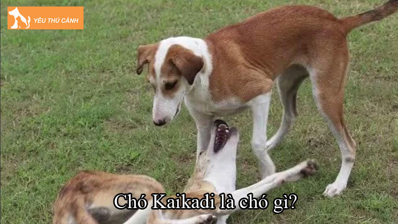 Chó Kaikadi là chó gì? Hướng dẫn nuôi chó đúng cách, chi tiết Chó Kaikadi là chó gì? Hướng dẫn nuôi chó đúng cách, chi tiết