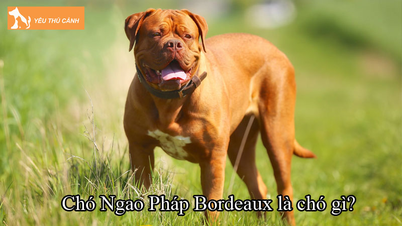 Chó Ngao Pháp Bordeaux là chó gì? Giống chó mặt xệ khổng lồ