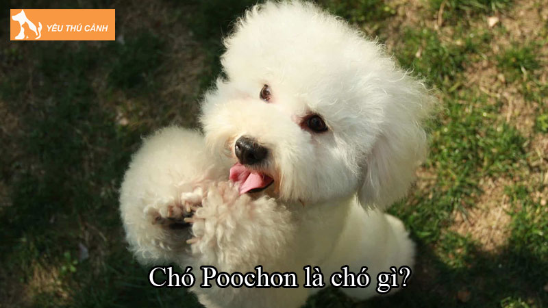 Chó Poochon là chó gì? Cách nuôi chó thông minh, lanh lợi Chó Poochon là chó gì? Cách nuôi chó thông minh, lanh lợi
