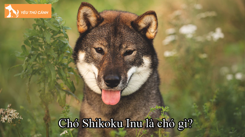 Chó Shikoku Inu là chó gì? Giống chó săn cổ quý hiếm của Nhật Chó Shikoku Inu là chó gì? Giống chó săn cổ quý hiếm của Nhật