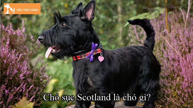 Chó sục Scotland là chó gì? Cách chăm sóc chó khỏe đẹp, vui vẻ Chó sục Scotland là chó gì? Cách chăm sóc chó khỏe đẹp, vui vẻ