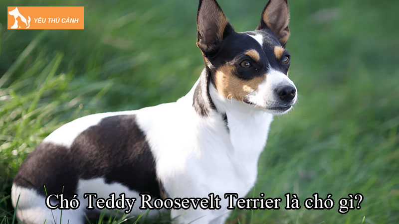 Chó Teddy Roosevelt Terrier là chó gì? Cách nuôi chó khỏe đẹp