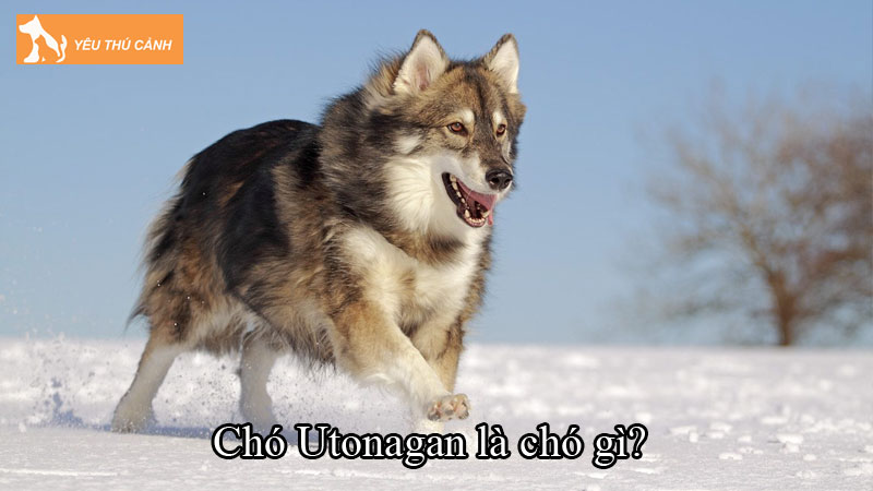 Chó Utonagan là chó gì? Cách nuôi chó thông minh, trung thành Chó Utonagan là chó gì? Cách nuôi chó thông minh, trung thành