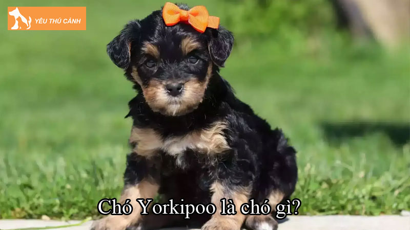 Chó Yorkipoo là chó gì? Cách nuôi chó đáng yêu, thông minh Chó Yorkipoo là chó gì? Cách nuôi chó đáng yêu, thông minh
