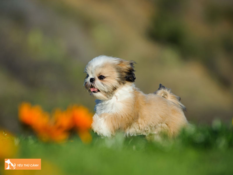 Dac-diem-cua-chinese-imperial-dog-thucanh