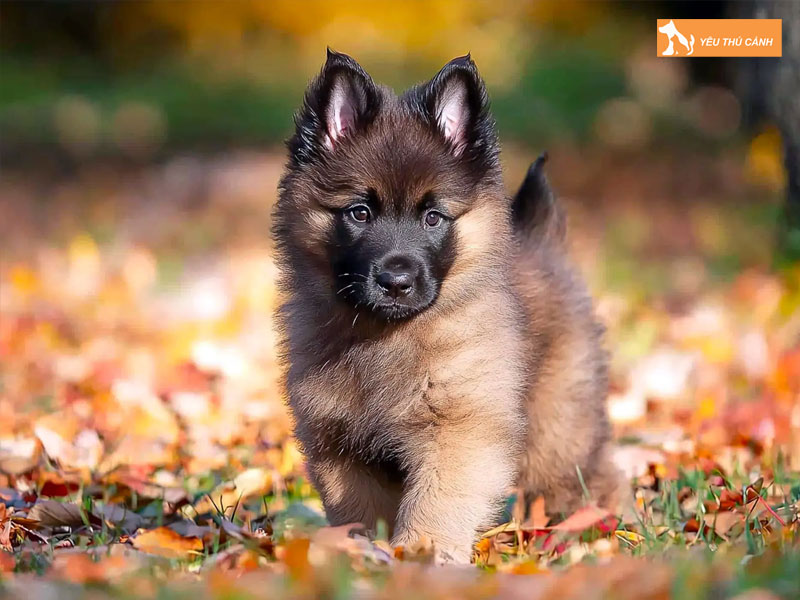 Dac-diem-cua-cho-belgian-tervuren-thucanh