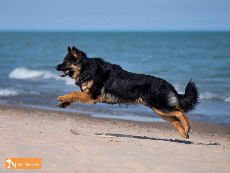 Dac-diem-cua-cho-bohemian-shepherd-thucanh