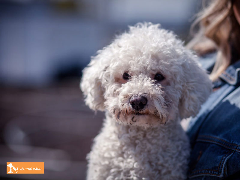 Dac-diem-cua-cho-bolonoodle-thucanh