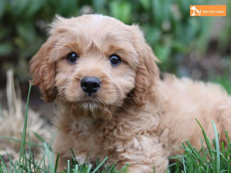 Dac-diem-cua-cho-cavoodle-thucanh
