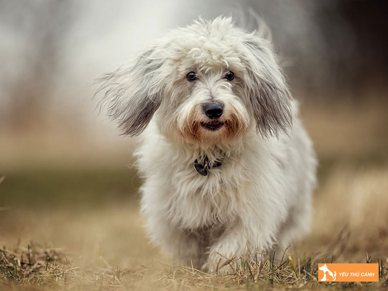 Dac-diem-cua-cho-coton-de-tulear-thucanh