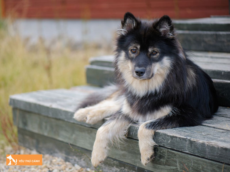 Dac-diem-cua-cho-finnish-lapphund-thucanh