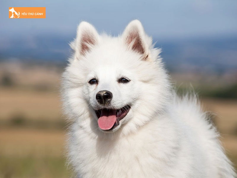 Dac-diem-cua-cho-german-spitz-thucanh