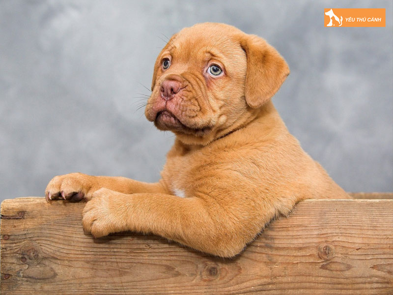 Dac-diem-cua-cho-ngao-phap-bordeaux-thucanh