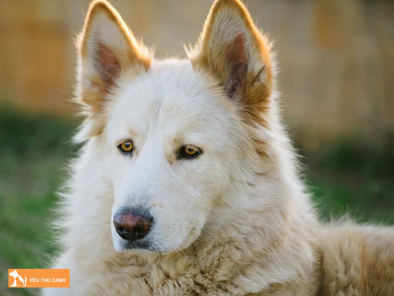 Dac-diem-cua-cho-northern-inuit-thucanh