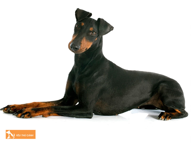 Dac-diem-cua-cho-toy-manchester-terrier-thucanh