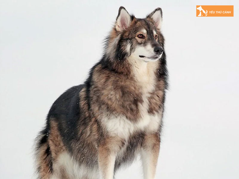 Dac-diem-cua-cho-utonagan-thucanh