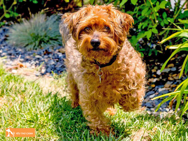 Dac-diem-cua-cho-yorkipoo-thucanh