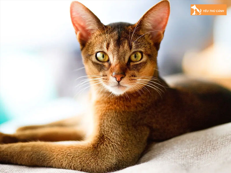 Dac-diem-cua-meo-abyssinian-thucanh
