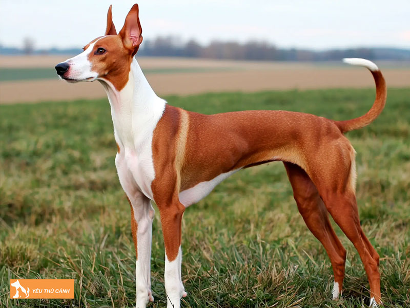 Dac-diem-ngoai-hinh-va-tinh-cach-noi-bat-thucanh