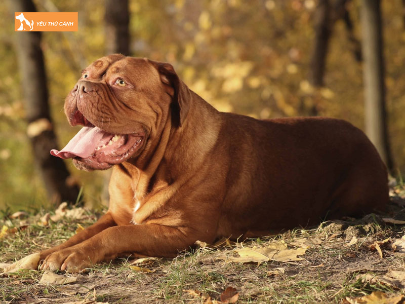 Doi-net-ve-cho-ngao-phap-bordeaux-thucanh