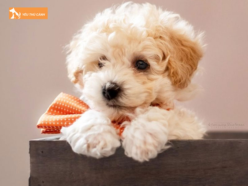 Doi-net-ve-giong-cho-bolonoodle-thucanh