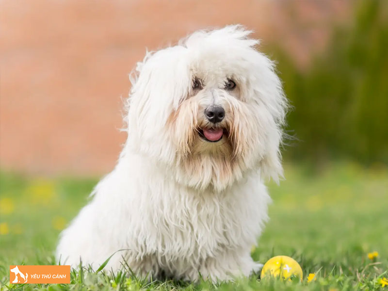 Doi-net-ve-giong-cho-coton-de-tulear-thucanh