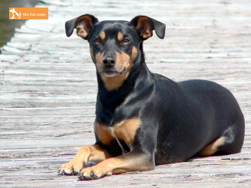 Doi-net-ve-giong-cho-toy-manchester-terrier-thucanh
