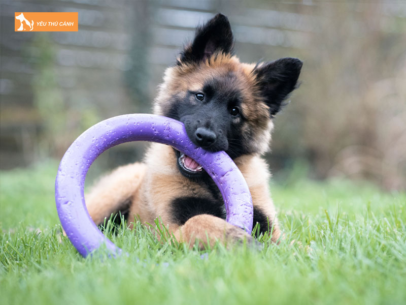 Gioi-thieu-ve-giong-cho-belgian-tervuren-thucanh