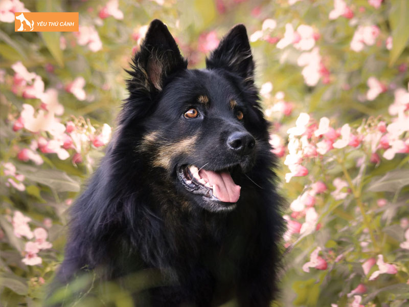 Gioi-thieu-ve-giong-cho-bohemian-shepherd-thucanh