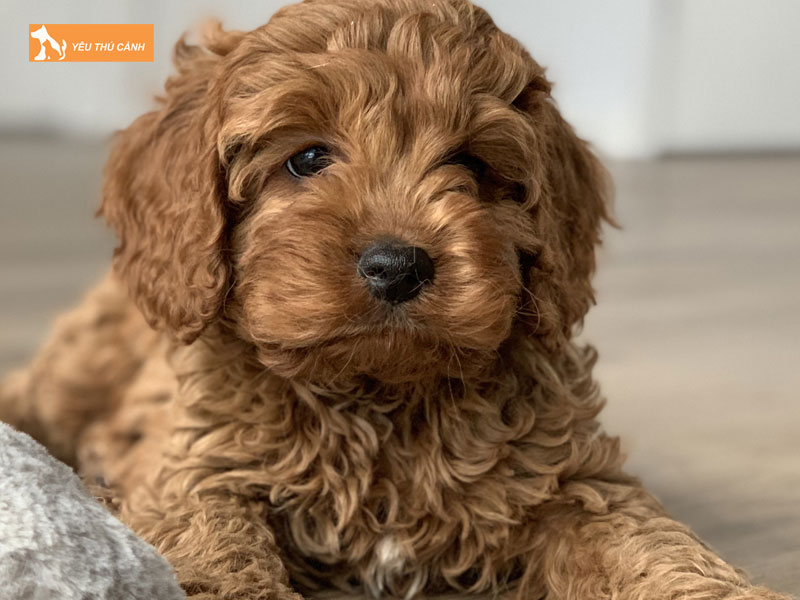 Gioi-thieu-ve-giong-cho-cavoodle-thucanh