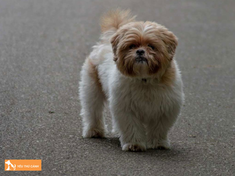 Gioi-thieu-ve-giong-cho-chinese-imperial-dog-thucanh