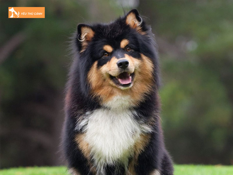 Gioi-thieu-ve-giong-cho-finnish-lapphund-thucanh
