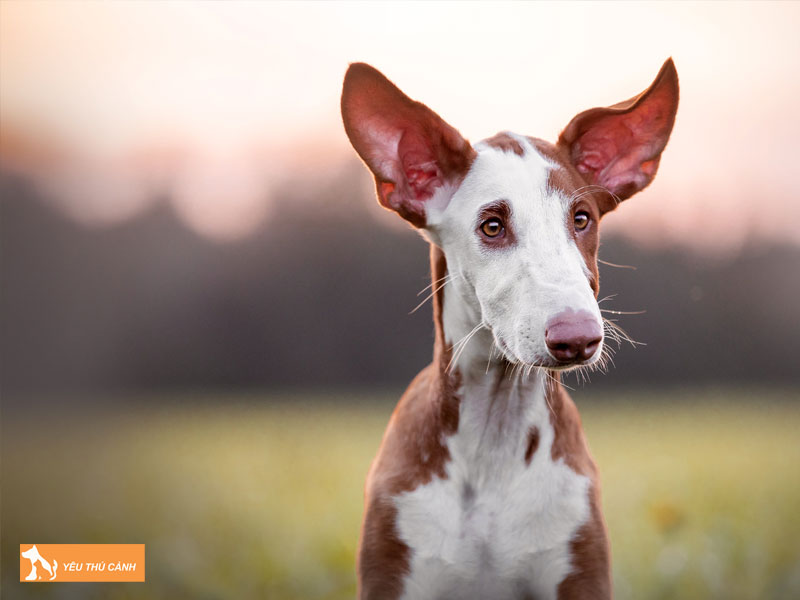 Gioi-thieu-ve-giong-cho-ibizan-hound-thucanh