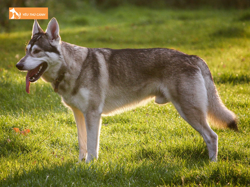 Gioi-thieu-ve-giong-cho-northern-inuit-thucanh