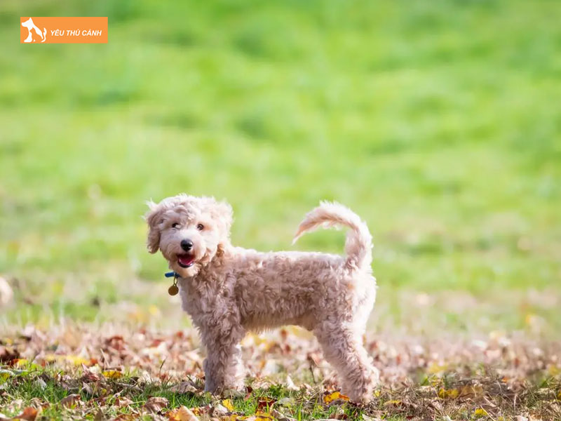 Gioi-thieu-ve-giong-cho-poochon-thucanh