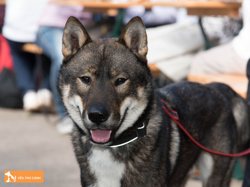 Gioi-thieu-ve-giong-cho-shikoku-inu-thucanh