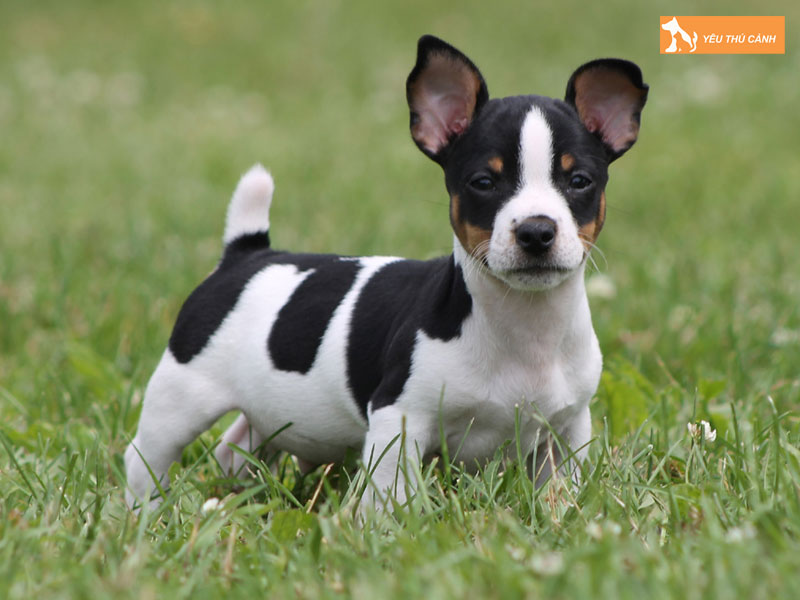 Gioi-thieu-ve-giong-cho-teddy-roosevelt-terrier-thucanh