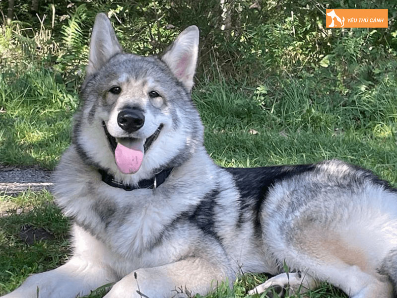 Gioi-thieu-ve-giong-cho-utonagan-thucanh