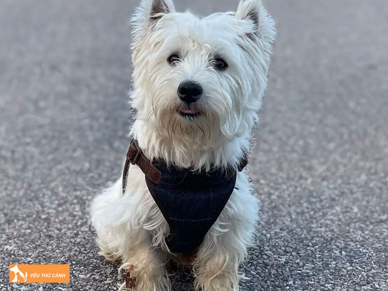 Gioi-thieu-ve-giong-cho-west-highland-white-terrier-thucanh