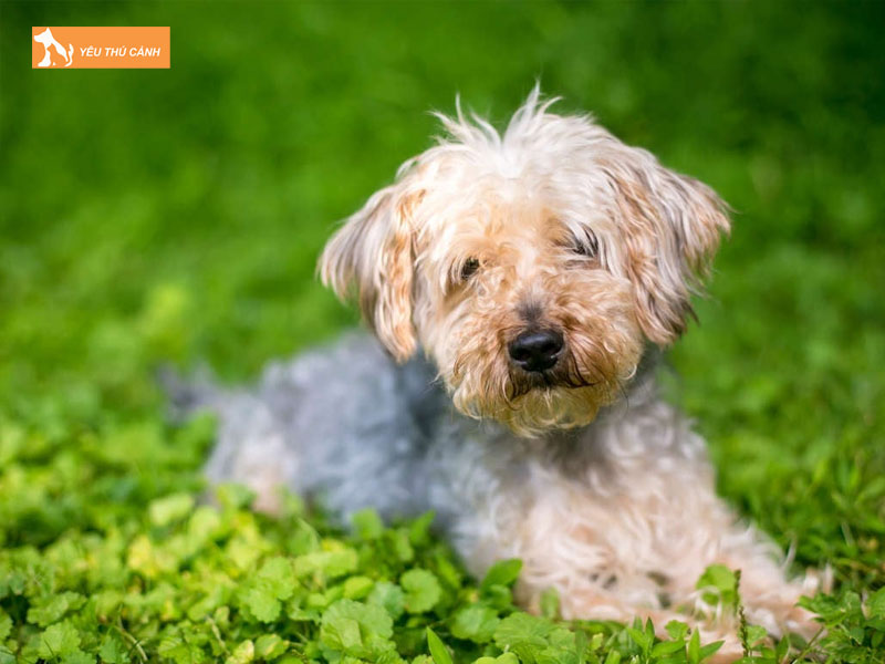 Gioi-thieu-ve-giong-cho-yorkipoo-thucanh