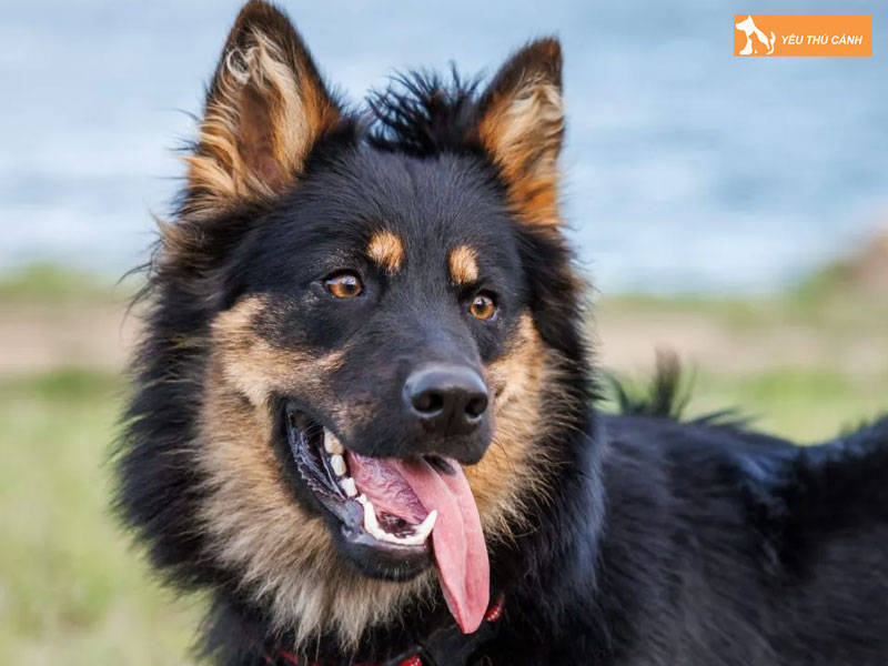 Huong-dan-nuoi-va-cham-soc-bohemian-shepherd-1-thucanh