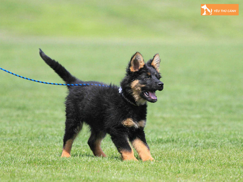 Huong-dan-nuoi-va-cham-soc-bohemian-shepherd-2-thucanh
