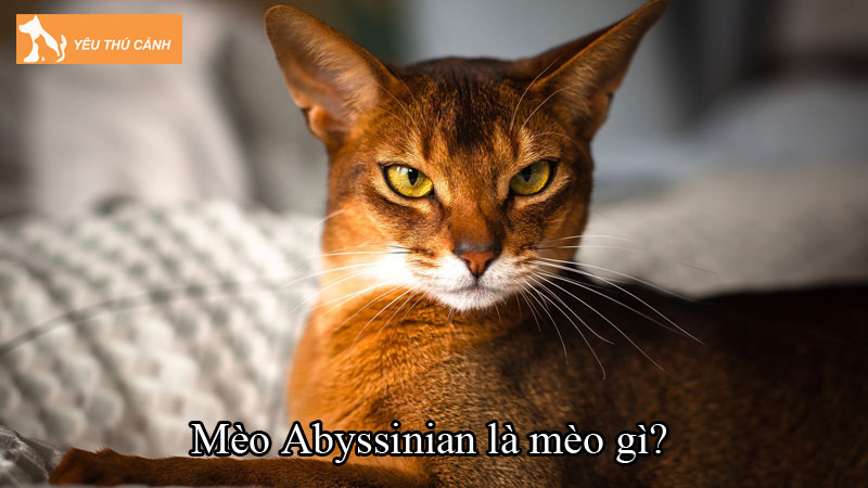 Mèo Abyssinian là mèo gì? Làm thể nào để nuôi mèo khỏe mạnh? Mèo Abyssinian là mèo gì? Làm thể nào để nuôi mèo khỏe mạnh?