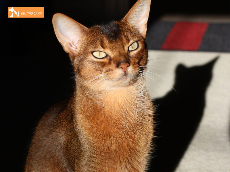 Nguon-goc-cua-meo-abyssinian-thucanh
